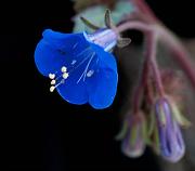 Canterberry Bells, Phacelia Campanularia 1376